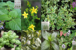 Imagine pagină web Proiect ADER 5.2.3